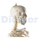 Human Skeleton Classic I